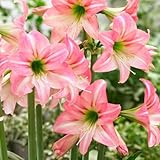 春植え球根 耐寒性ミニアマリリス ロリポップ 1球 / 国華園 26年春商品