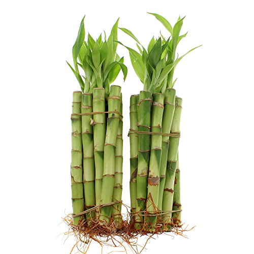 NW Wholesaler - Live Indoor Lucky Bamboo 6 Inch Stalks Bundle of 20 -, Bamboo Indoor Live, Feng Shui, Fortune Plant, Lucky Plant Gift