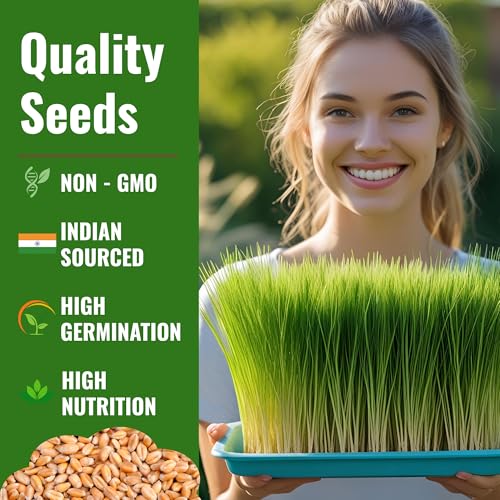 Image of Wheatgrass Seeds 800g | Organic, Non-GMO, Fast Growing Seeds for Juice, Detox, Microgreens & Pets | Cat-Friendly | High Nutrition Green Superfood | Easy to Grow at Home | Free Growing Guide Included