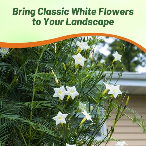 Image of Outsidepride White Cypress Vine Seeds - 200 Pcs Annual Flower Seeds with Nectar-Rich, Star-Shaped Flowers & Feathery, Fern-Like Leaves for Fences, Trellises, Pergolas & Vertical Gardens