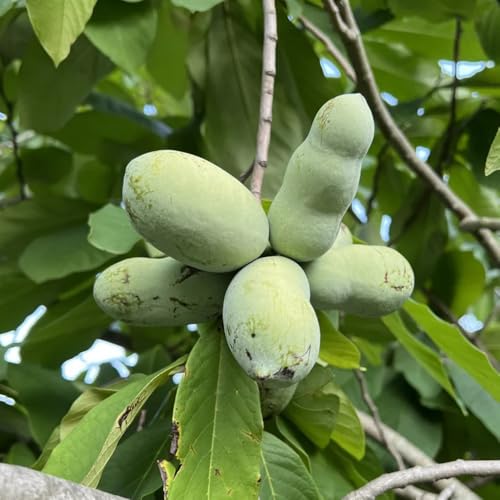 Semi di banana indiana, giardino di papaia, Asimina triloba, balcone semi di esotiche 8pcs