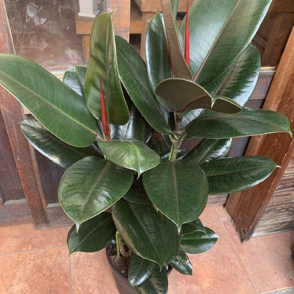 Amazon｜フィカス バーガンディ（黒ゴムの木） 7号鉢室内に温もりを