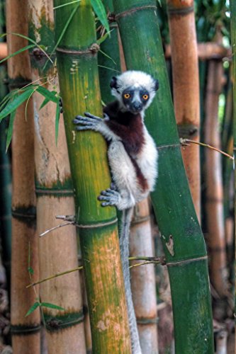 Madagascar Sifaka Baby Lemur in Bamboo Tree Primate Poster Monkey Decor Monkey Paintings for Wall Monkey Pictures for Bathroom Monkey Decor Tropical Art Print Cool Wall Decor Art Print Poster 24x36