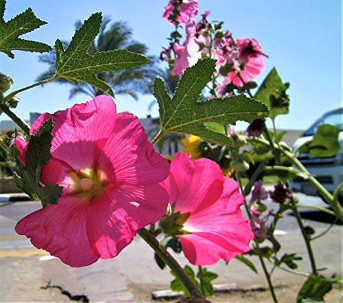 Hollyhock, Alcea. Tall Flowering Summer Plant Packet of 25 Organic Seeds