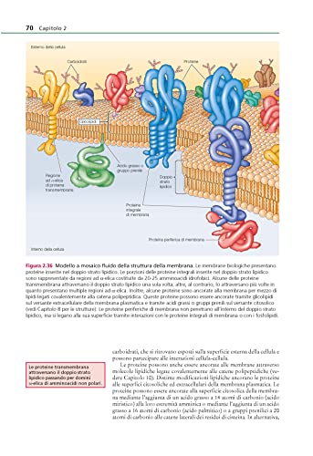 La Cellula. Un Approccio Molecolare - 2