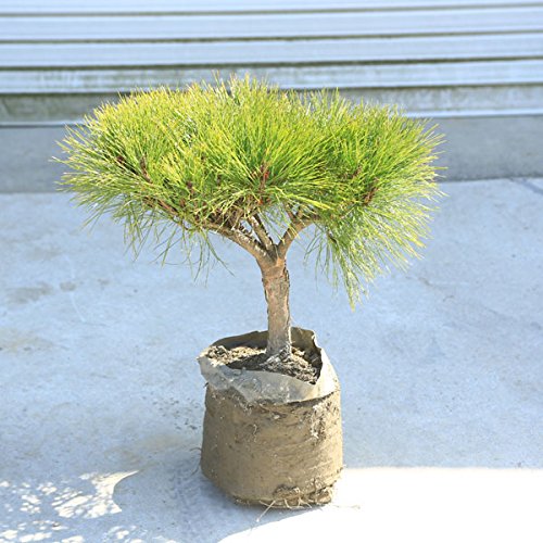 庭木・植木】赤松 段作り 指し有り 6-1