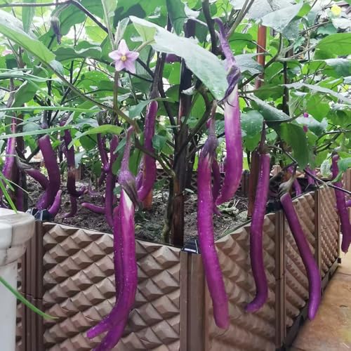 semillas berenjena trepadoras resistentes balcón camas elevadas decorativas decoración de oficina jardín de Camas elevadas para el 900pcs