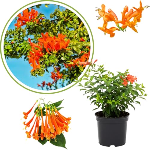 Orange Honeysuckle Vine Starter Plant