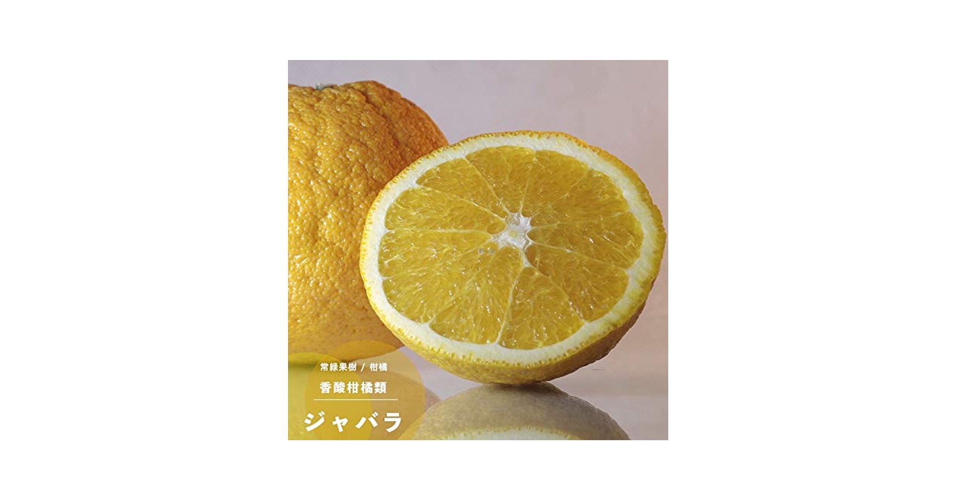 Amazon.co.jp: 果樹苗 柑橘類 苗木 ジャバラ (じゃばら) 1年生