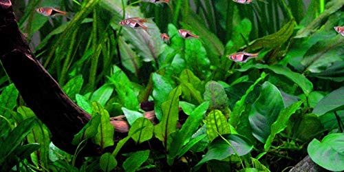 Mühlan 1 Pot de Cryptocoryne wendtii Verte, Plantes d'aquarium Cover