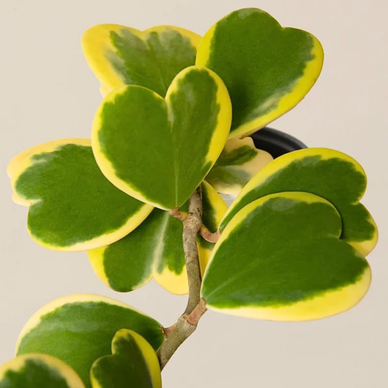 Variegated Hoya Kerrii Plant 4 Inch Pot, Hoya Heart Plant Live, Rare Indoor Houseplant