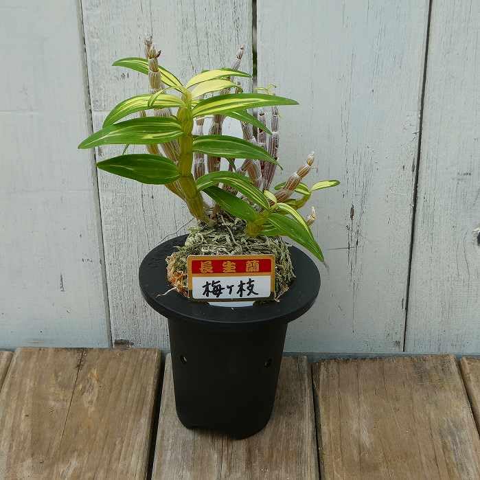 Amazon.co.jp: 長生蘭 梅ヶ枝 苗 3号鉢 斑入り 石斛 セッコク 山野草