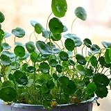 🌷Se puede utilizar ampliamente para plantar. Nombre del artículo: semillas