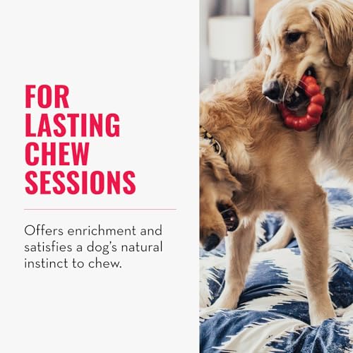 KONG Ring - Natural Rubber Ring Toy for Healthy Chewing Habits - Chew Toy Supports Dog Dental Health - Dog Toy Supports Instincts During Playtime - for Small/Medium Dogs