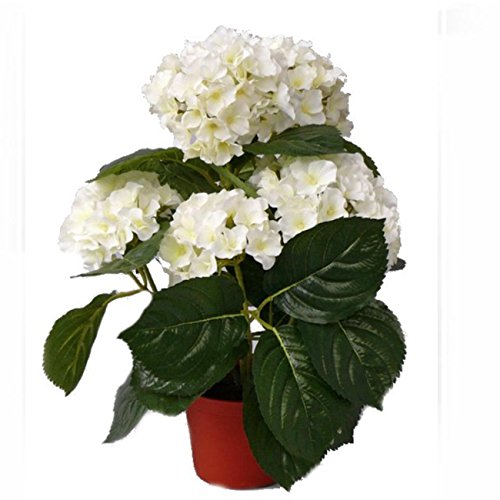 Shophaus24 Künstliche Hortensie Creme getopft - Hortensienpflanze. H 36cm.