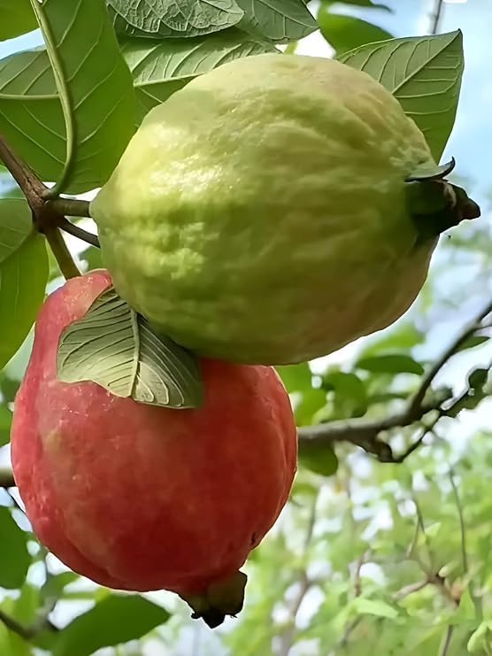 Image of Cloud Farm All Time VNR Bihi Guava Amrood Layering /Grafted Fruit Plant (2-3 Feet Height),CF SG52