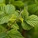 Imagen de IDDA Herbal Hojas de Frambuesa Infusion 125g