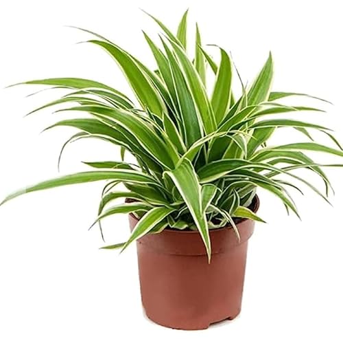 Image of Spider Plant Chlorophytum comosum - White/Green Varieg in 12 cm Pot 30 cm Tall