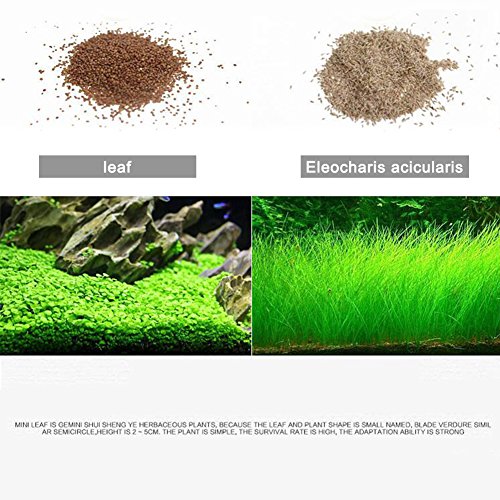 Gigicloud Aquarium Plant Seeds, Easy to Grow Aquatic Plant Seeds, Fast Growing Aquarium Carpet Seeds - Creates a Natural Ecosystem for Your Fish Small Eleocharis acicularis - Thumbnail 3