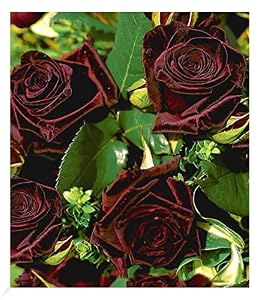 Baldur Garten Edelrosen Black Baccara, 1 Pflanze