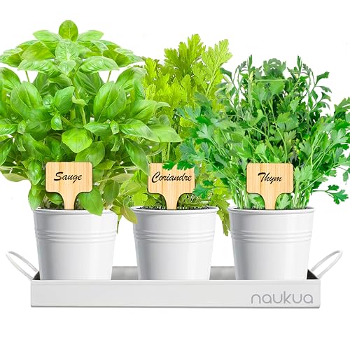 Kit Plantes Aromatiques - Potager Interieur - Mini Jardin Urbain Plantes Aromatiques et Culinaires (Thym, Coriandre et Sauge) Graines Bio d'Europe - Kit Culture Interieur pour vos Herbes Fraîches