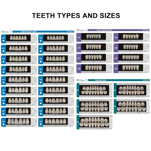 Image of Easyinsmile Dental Synthetic Resin Teeth A2 A3 False Upper Lower Teeth Replacement Dentures for Halloween (A3, Full Set 468+U67+34)