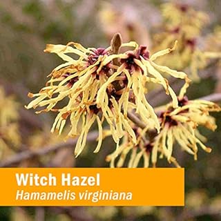 Herb Pharm Witch Hazel Liquid Extract, 1 Fl Oz