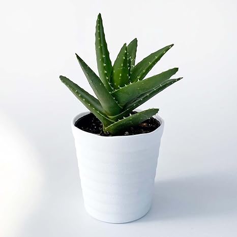 Amazon Co Jp Ina工藝 観葉植物 おしゃれ 小さめ ミニ観葉 アロエ 3号 本物 鉢植え 室内 風水 プレゼント ギフト グリーンインテリア 植物 育てやすい Diy 工具 ガーデン Amazon Co Jp Ina工藝 観葉植物 おしゃれ 小さめ ミニ観葉 アロエ 3号 本物 鉢植え 室内 風水 プレゼント ギフト グリーンインテリア 植物 育てやすい Diy 工具 ガーデン