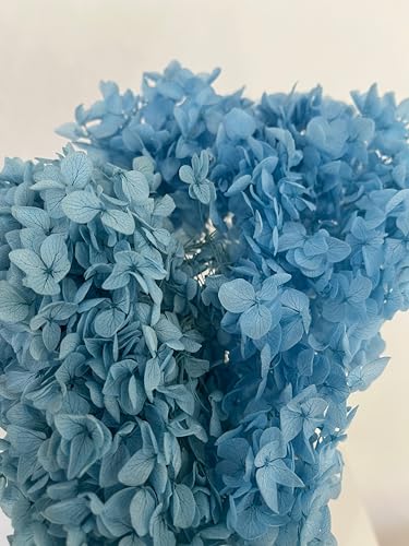Hortensia paniculé en conserve – 1 bouquet (1 à 4 tiges) – Véritables hortensias conservés en blanc, rose, violet, abricot, bleu, noir, jaune ou bordeaux – Fleurs séchées durables bleues / 30 cm