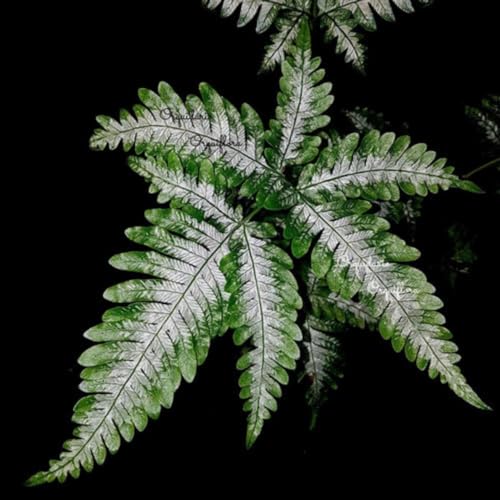 Muda De Samambaia Prateada Ou Prata Variegata Planta Rara