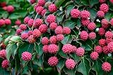 30 Evergreen Dogwood Tree Seeds - Cornus capitata