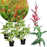 2 Vibrant Sage Salvia Live Plants, Fragrant Perennial Sage Plants Live for Spring Planting, Summer Planting, 5 to 10 Inches in Tall, (Pineapple)