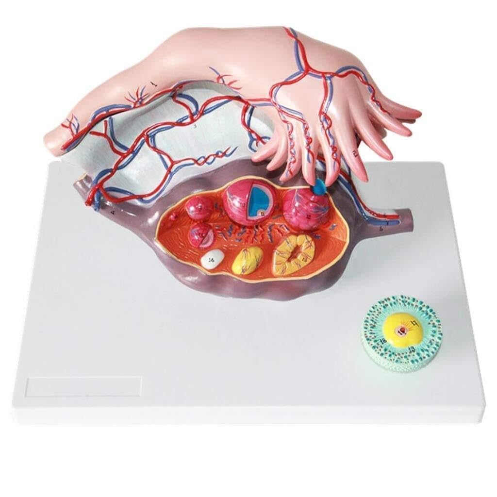 HEQIM Uterus Anatomy Model, Medical Model, 3 Parts Female Ovary Anatomy Model urogenital System Anatomy Model for Medical Gynecology Training aid