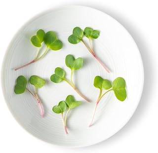 Fresh Origins Micro Greens - Daikon Radish - 4 x 4 oz | Zesty Radish Flavor, Perfect Wasabi Substitute