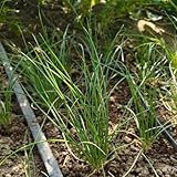 schnittlauch samen mehrjährig wildkräuter samen kräuter, bonsai samen schnittlauch bio saatgut gemüse, balkonpflanzen gemüsepflanzen, kräutersamen seltene pflanzen, bio samen gemüse 600pcs