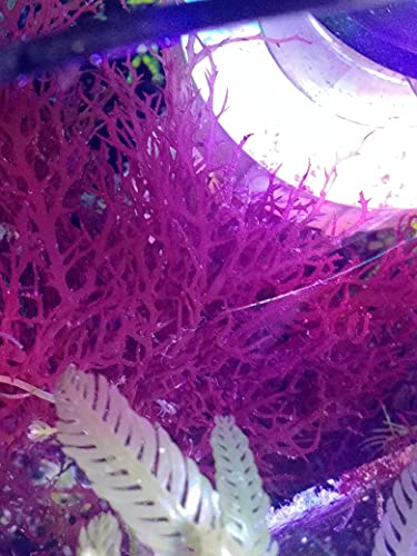 Shore Aquatic Red Parvispora Gracilaria