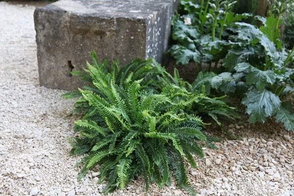 – Plant Theory 2L Pot Hard Deer Fern Blechnum Spicant Hardy Outdoor Ferns Jungle Plant Trunks