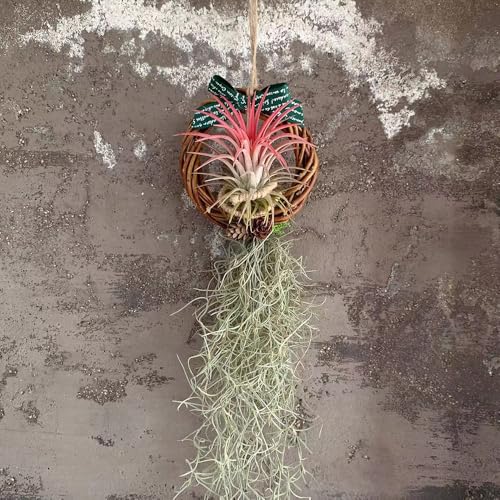 tillandsia - oficina de balcón verdes balcón invernadero jardín 1Plantas