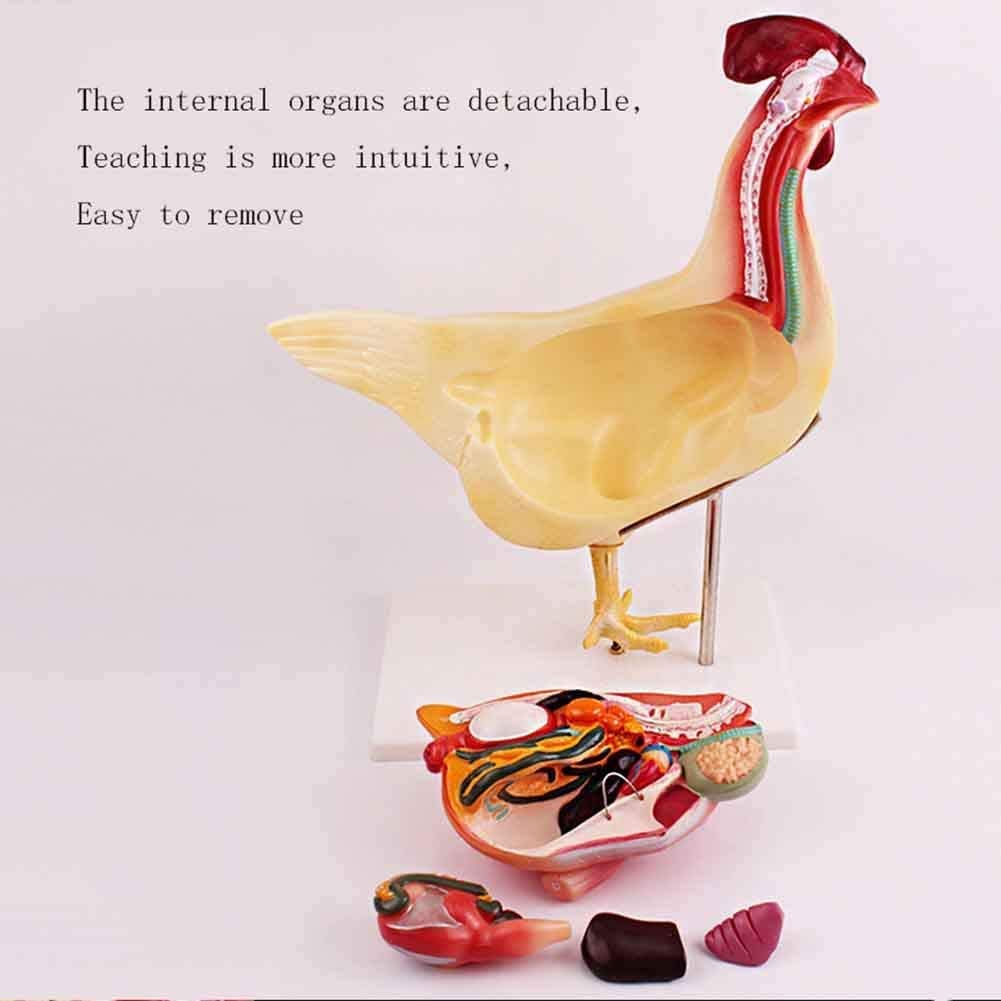 Huhn Anatomisches Modell, Tieranatomie Abnehmbare Huhn Organ Anatomie Modell Huhn Modell für Studienanzeige Lehre Medizinisches Modell PVC-Material.