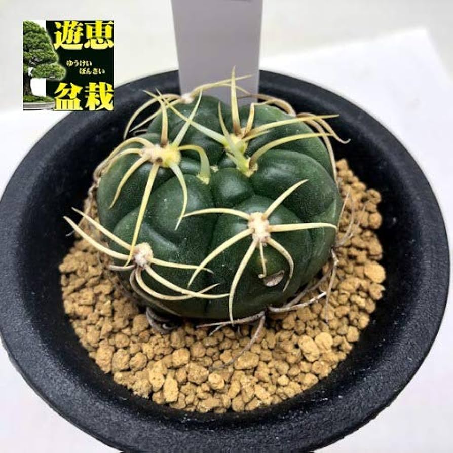 Amazon｜サボテン：ギムノカリキウム 海王丸*☆赤松実生｜観葉