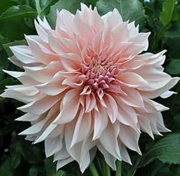 514kVJBpf1L._AC_UF350,