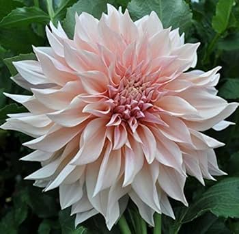 514kVJBpf1L._AC_UF350,