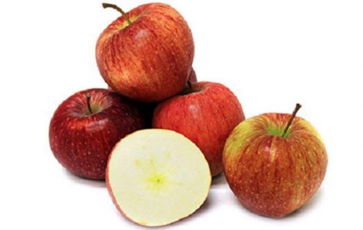 Cameo Apple Tree, grafted, Roots Wrapped in Wet Media, 6-12 inches Tall