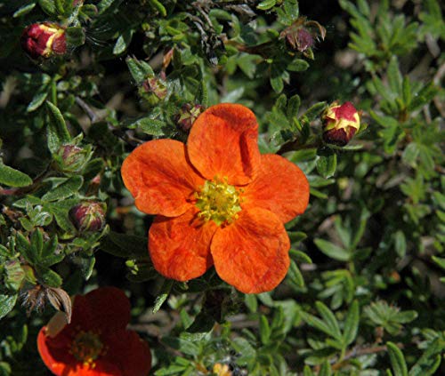 Potentilla fruticosa 'Rot' 10er-Set – Winterhart, Mehrjährig,...