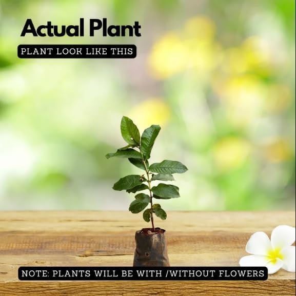 Image of Hybrid All Seasons Guava Fruit Tree Live Plant for Home Kitchen Terrace Garden Amrood Ka Podha Amrud Phal Ka Paudha Outdoor