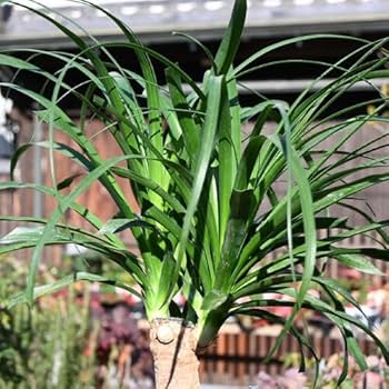 Amazon|トックリラン鉢植え ポニーテールトックリラン観葉植物 Amazon|トックリラン鉢植え ポニーテールトックリラン観葉植物