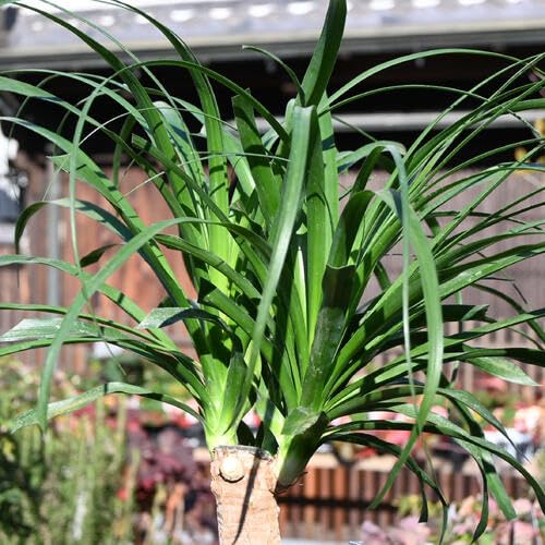 Amazon｜トックリラン鉢植え ポニーテールトックリラン観葉植物