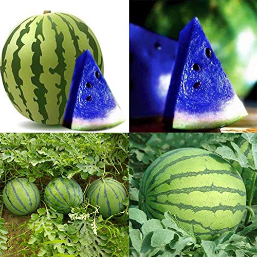 TankMR Farms Seeds 10 Pcs New Variety Plant Blue Watermelon Seeds Vegetable Healthy Home Garden for Garden Balcony/Patio