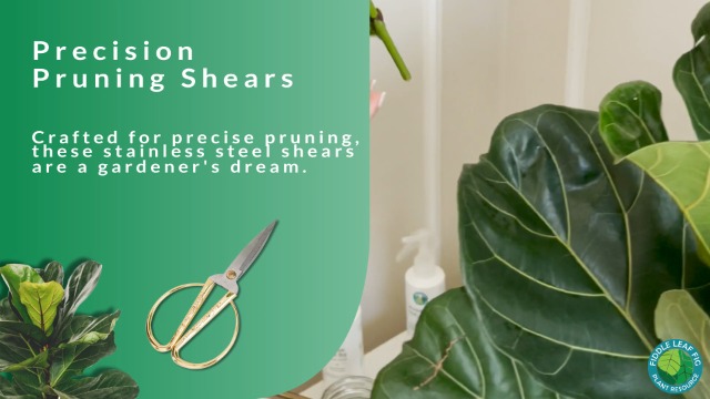 Amazon.com : Fiddle Leaf Fig Notching Bundle : Patio, Lawn & Garden