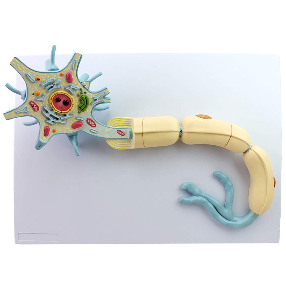 Sjdopulse Neuron Model, An Enlarged Model Of Nerve Fiber Structure, Magnified To 2500 Times, A Total Of 15 Position Indicators